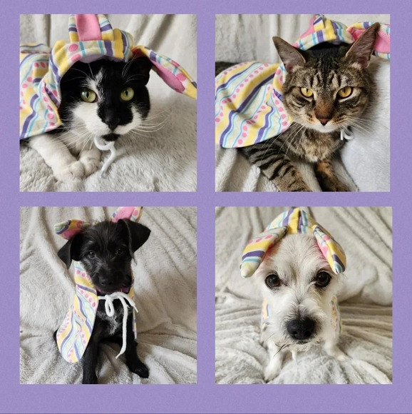 Whisker City Easter Bunny Cape - Picture 10 of 11